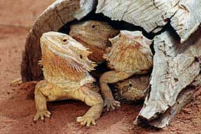 Alice Springs Reptile Centre - Accommodation Newcastle 0