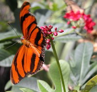 Butterfly Farm - Accommodation Newcastle