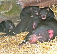 East Coast Natureworld - Accommodation Newcastle