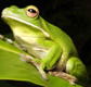 The Rainforest Habitat - Accommodation Newcastle