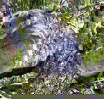 Koala Conservation Centre - Accommodation Newcastle