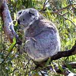 Koala Conservation Centre - Accommodation Newcastle 0