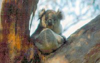 Koala Conservation Centre - Accommodation Newcastle 2