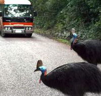 Kookaburra Tours - Accommodation Newcastle