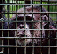 Rockhampton Zoo - Accommodation Newcastle
