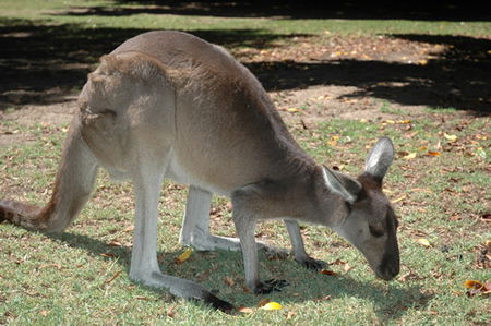 Bunbury Wildlife Park - Accommodation Newcastle 1