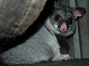 Bunbury Wildlife Park - Accommodation Newcastle 2