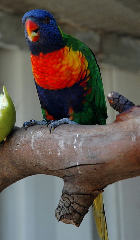 Bunbury Wildlife Park - Accommodation Newcastle 3