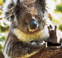 Gorge Wildlife Park - Accommodation Newcastle