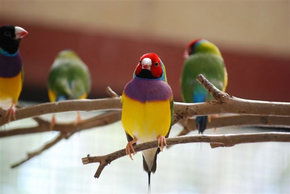 Kyabram Fauna Park - Accommodation Newcastle 1