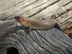 Kyabram Fauna Park - Accommodation Newcastle 2