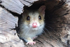 Kyabram Fauna Park - Accommodation Newcastle 3