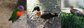 Urimbirra Wildlife Park - Accommodation Newcastle 2