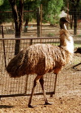 Waterways Wildlife Park - Accommodation Newcastle 2