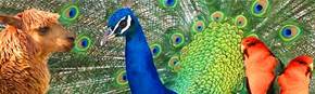 Wagga Wagga Zoo - Accommodation Newcastle 1