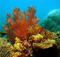 Three Islands Whale Shark Dive - Accommodation Newcastle