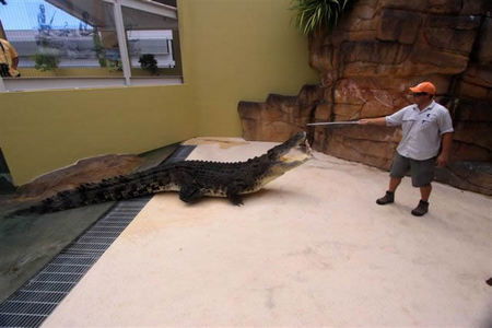 Crocosaurus Cove - Accommodation Newcastle 2