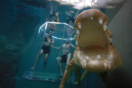 Crocosaurus Cove - Accommodation Newcastle 3