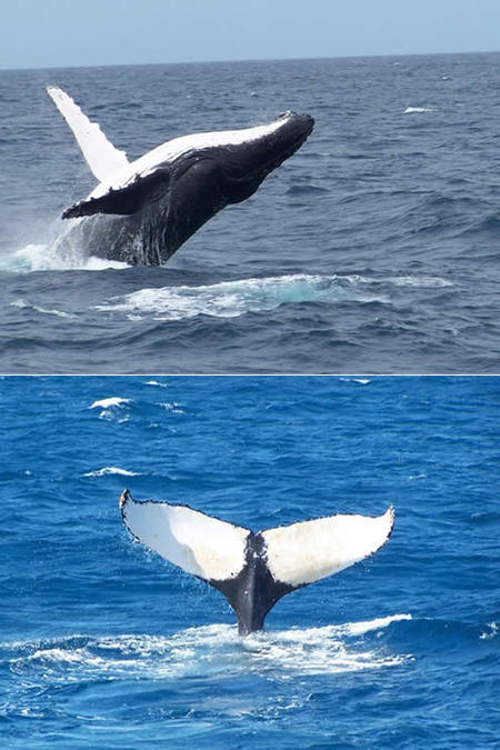 Mills Charters Fishing And Whale Watch Cruises - Accommodation Newcastle 3