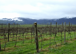 Kinloch Wines - Accommodation Newcastle