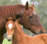 Blue Gum Farm - Accommodation Newcastle