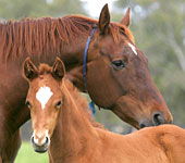 Blue Gum Farm - Accommodation Newcastle 0