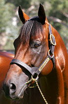 Blue Gum Farm - Accommodation Newcastle 2