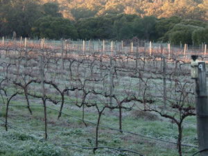 Lion Mill Vineyards - Accommodation Newcastle 1