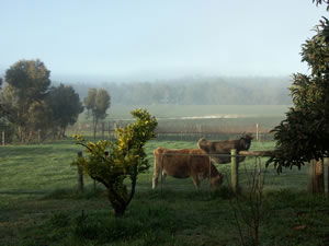 Lion Mill Vineyards - Accommodation Newcastle 2