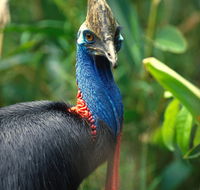 David Fleay Wildlife Park