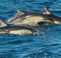 Dolphin Swim Australia - Accommodation Newcastle