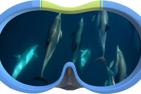 Dolphin Swim Australia - Accommodation Newcastle 3