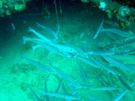 Underwater Sports Diving Centre - Accommodation Newcastle 1