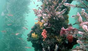 Underwater Sports Diving Centre - Accommodation Newcastle 2