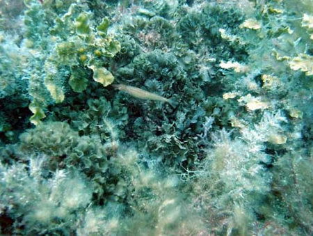 Underwater Sports Diving Centre - Accommodation Newcastle 3