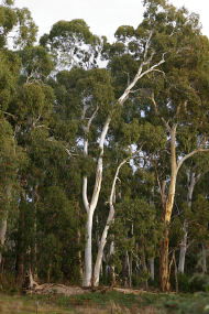 Heysen - The Cedars - Accommodation Newcastle 2