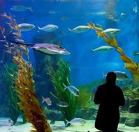 Melbourne Aquarium - Accommodation Newcastle