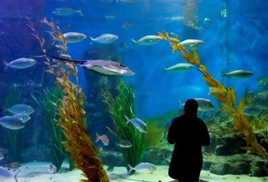 Melbourne Aquarium - Accommodation Newcastle 0