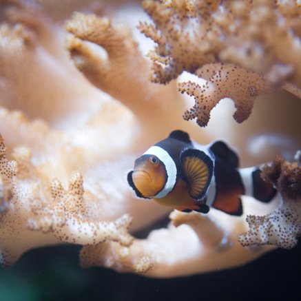 Melbourne Aquarium - Accommodation Newcastle 2