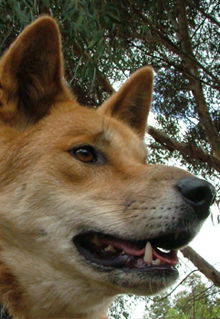 Armadale Reptile & Wildlife Centre - Accommodation Newcastle 5