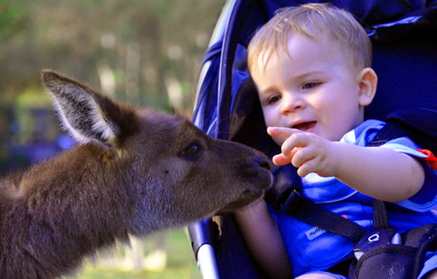 Australian Reptile Park - Accommodation Newcastle 6