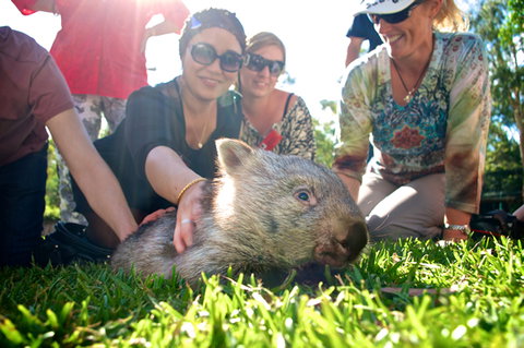 Australian Reptile Park - Accommodation Newcastle 10