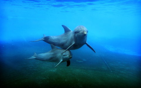 Dolphin Marine Magic - Accommodation Newcastle 4