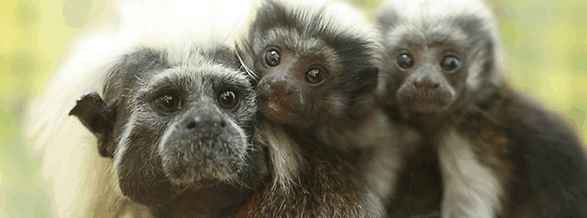 Alma Park Zoo - Accommodation Newcastle 3