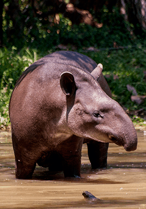 Alma Park Zoo - Accommodation Newcastle 4