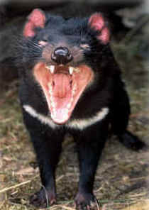 Zoo Doo Wildlife Park - Accommodation Newcastle 4