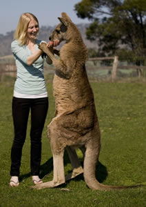 Zoo Doo Wildlife Park - Accommodation Newcastle 5