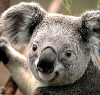 Potoroo Palace - Accommodation Newcastle