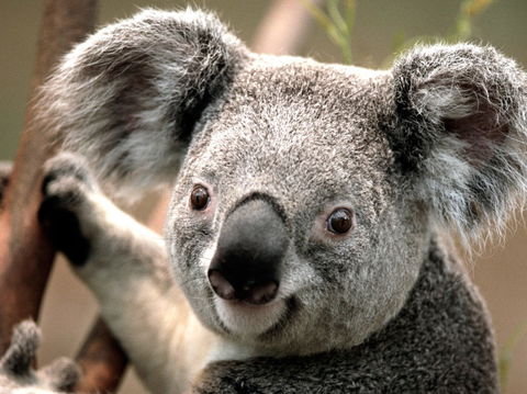 Potoroo Palace - Accommodation Newcastle 0