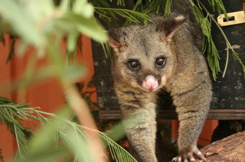 Potoroo Palace - Accommodation Newcastle 3